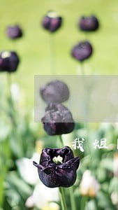 我姐网贷逾期催收电话老是骚扰我 我姐网贷逾期催收电话老是骚扰我