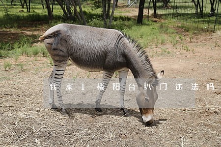 我家1楼阳台扒门违法吗 我家1楼阳台扒门违法吗