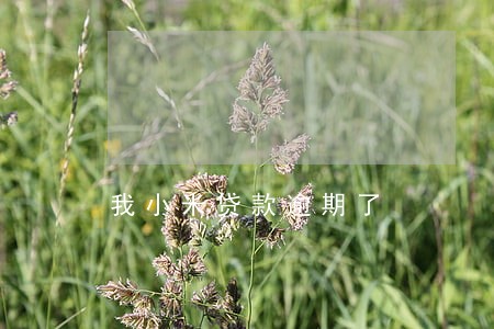 我小米贷款逾期了 我小米贷款逾期了
