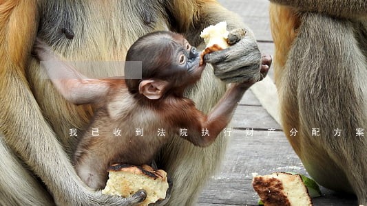 我已收到法院执行财产分配方案 我已收到法院执行财产分配方案