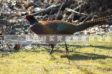 我已经买完房但是网贷逾期 我已经买完房但是网贷逾期