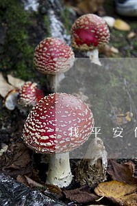 我平安信用卡逾期
