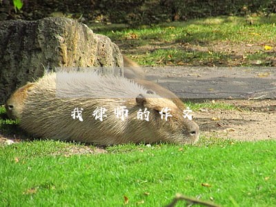 我律师的作文 我律师的作文
