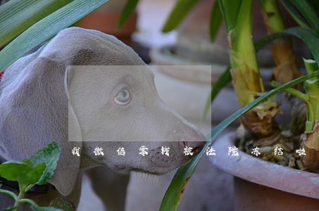 我微信零钱被法院冻结啦