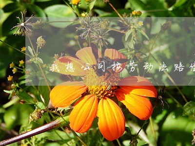 我想公司按劳动法赔偿 我想公司按劳动法赔偿