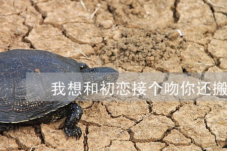 我想和初恋接个吻你还搬出刑法 我想和初恋接个吻你还搬出刑法