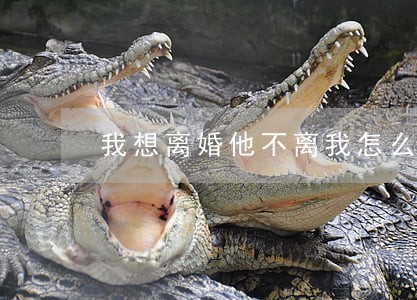 我想离婚他不离我怎么办 我想离婚他不离我怎么办