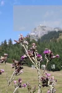 我想请一个律师全权处理 我想请一个律师全权处理