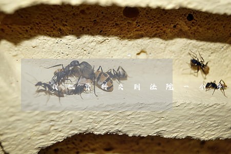 我把资料交到法院一个多月了 我把资料交到法院一个多月了