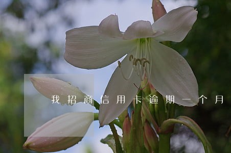 我招商信用卡逾期一个月了