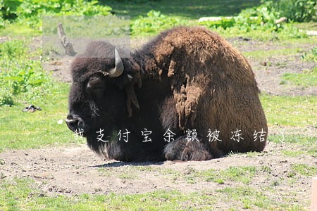 我支付宝余额被冻结了 我支付宝余额被冻结了