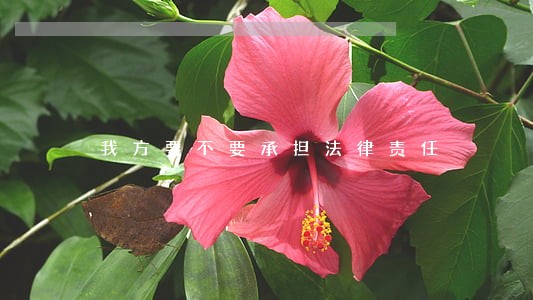 我方要不要承担法律责任 我方要不要承担法律责任