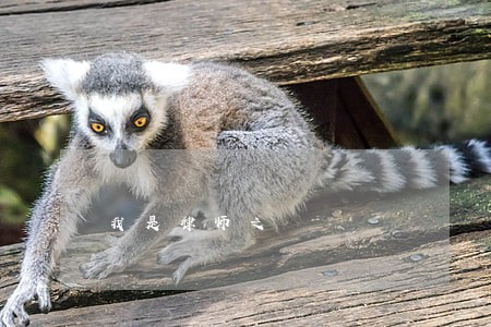 我是律师之 我是律师之