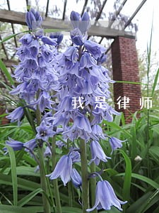 我是律师我是佩奇我是乐迪 我是律师我是佩奇我是乐迪