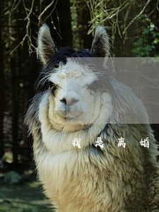 我是离婚诉讼在网上立案 我是离婚诉讼在网上立案