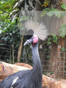 我最近被通知收到一张法院传票 我最近被通知收到一张法院传票