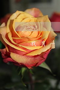 我有一个广发银行虚拟卡逾期 我有一个广发银行虚拟卡逾期
