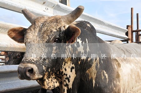 我有信用卡逾期还能办信用卡吗 我有信用卡逾期还能办信用卡吗