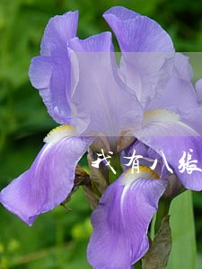 我有八张信用卡逾期