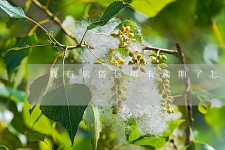 我有房贷信用卡逾期了怎么办 我有房贷信用卡逾期了怎么办