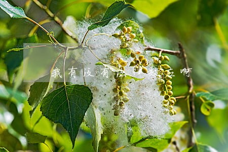 我有没有法律效应啊 我有没有法律效应啊