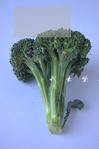我来贷逾期能申请别的网贷吗 我来贷逾期能申请别的网贷吗