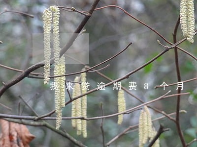 我来贷逾期费8个月