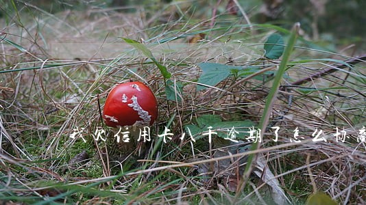 我欠信用卡八千逾期了怎么协商 我欠信用卡八千逾期了怎么协商