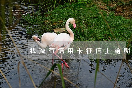 我没有信用卡征信上逾期90天 我没有信用卡征信上逾期90天