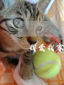 我爱我家专属法律顾问 我爱我家专属法律顾问