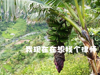 我现在在想找个律师 我现在在想找个律师
