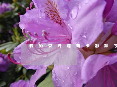 我的交行信用卡逾期了怎么办 我的交行信用卡逾期了怎么办