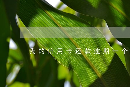我的信用卡还款逾期一个星期 我的信用卡还款逾期一个星期