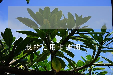 我的信用卡逾期 我的信用卡逾期