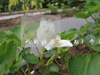 我的信用卡逾期3个月了