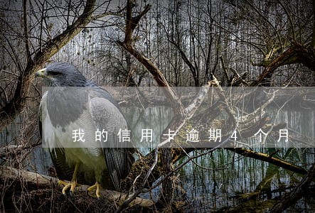 我的信用卡逾期4个月 我的信用卡逾期4个月