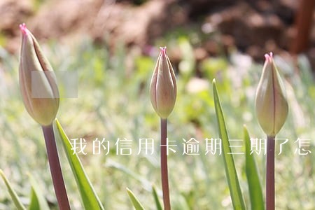 我的信用卡逾期三期了怎么办 我的信用卡逾期三期了怎么办