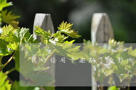 我的信用卡逾期了会影响借呗吗 我的信用卡逾期了会影响借呗吗