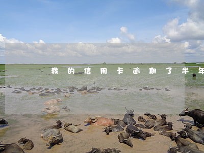 我的信用卡逾期了半年 我的信用卡逾期了半年