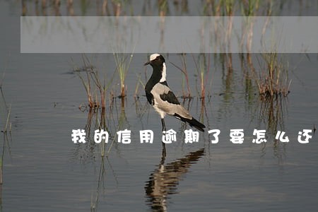 我的信用逾期了要怎么还上 我的信用逾期了要怎么还上