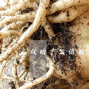我的广发信用卡逾期4个月