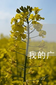 我的广发信用卡逾期6天