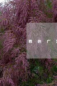 我的广发信用卡逾期三个月