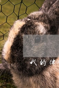 我的律师故意阻碍我参与开庭 我的律师故意阻碍我参与开庭