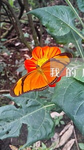 我的房产已经被法院拍卖了