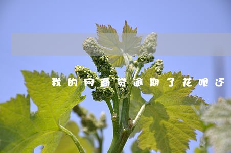 我的网商贷逾期了花呗还能用吗