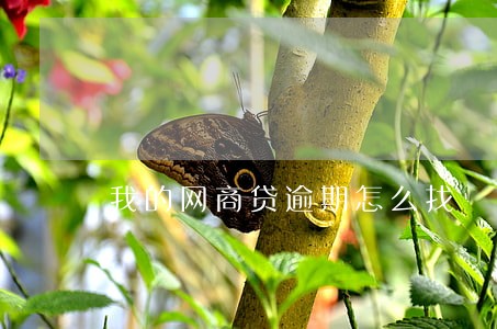 我的网商贷逾期怎么找 我的网商贷逾期怎么找