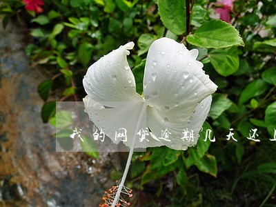 我的网贷逾期几天还上行吗 我的网贷逾期几天还上行吗