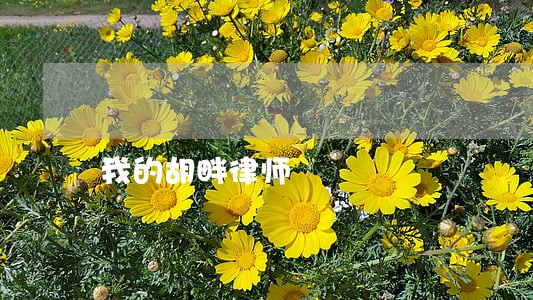 我的胡畔律师 我的胡畔律师