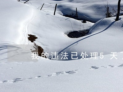 我的违法已处理5天了 我的违法已处理5天了